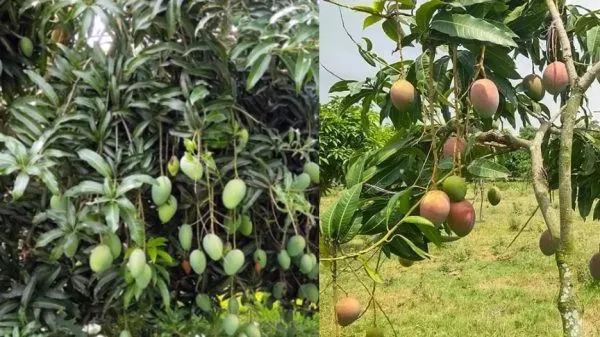 নির্দিষ্ট সময়ের ১০ দিন আগেই বাজারে ‘হাঁড়িভাঙা’ আম