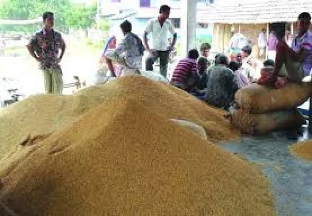 ১ মণ ধানে ১ কেজি গরুর মাংস!