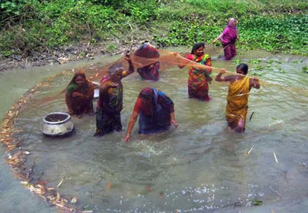 কালীগঞ্জে ৪৩ নারী মাছ চাষে স্বাবলম্বী