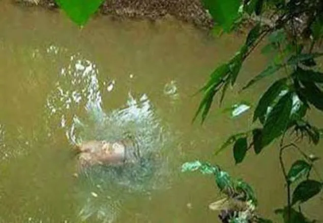 ফেনীতে নিখোঁজ বিএনপি নেতার লাশ উদ্ধার