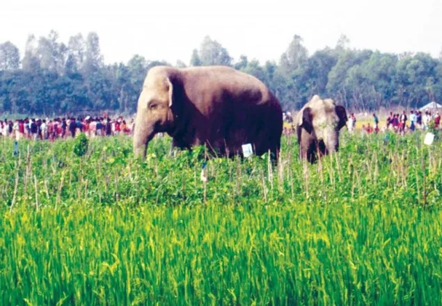 বান্দরবনে বন্যহাতির আক্রমণে স্কুলছাত্রী নিহত