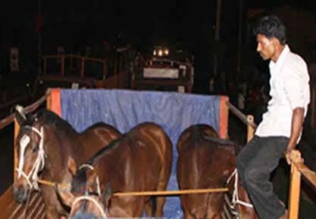 সেনাবাহিনীর জন্য ভারতীয় ঘোড়া আমদানি