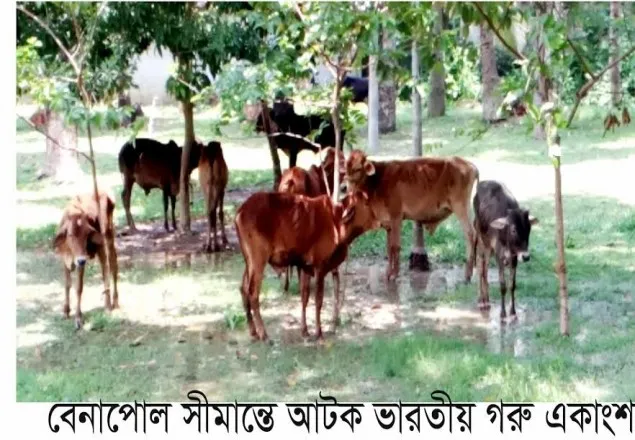 বেনাপোল সীমান্তে ভারতের ১২৭ টি গরু আটক