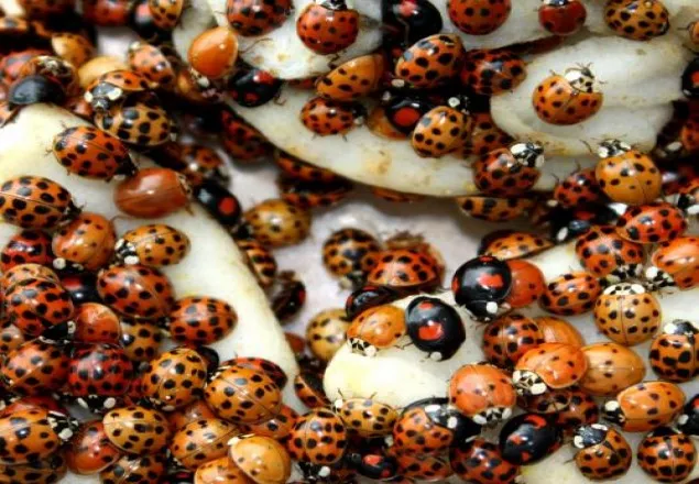 ড্রোন পোকা দিয়ে দূর করা যাবে কীটপতঙ্গ 