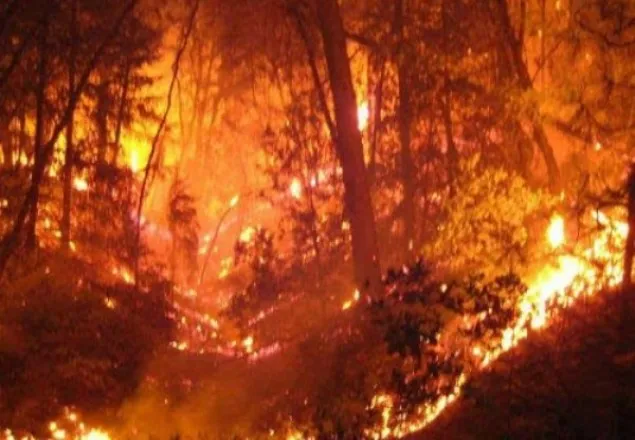 দুষ্কৃতকারী, জেলেরাই সুন্দরবনে আগুন লাগিয়েছিল: বনমন্ত্রী