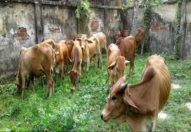 সাতক্ষীরা সীমান্তে ১৪ গরু আটক