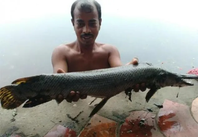 কলকাতায় কুমিরসদৃশ মাছ, বিস্ময়-উদ্বেগ