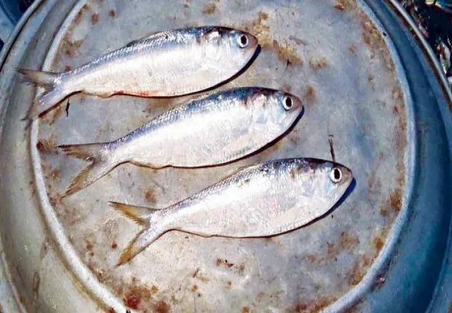 ইলিশ মিলছে হাওরে!