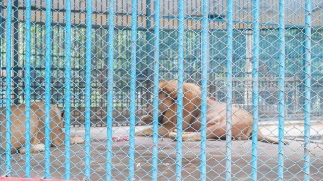 চিড়িয়াখানার সিংহটিকে খাঁচায় ঢোকানো হচ্ছে