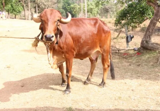 গরু স্বর্ণ প্রসাব করছে! 