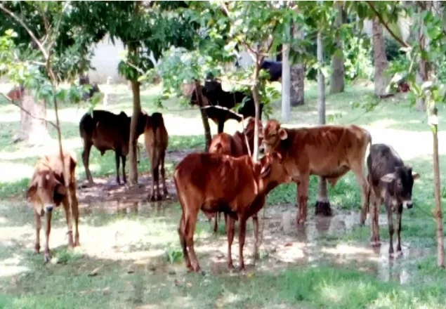 বেনাপোল সীমান্তে ৪৯টি ভারতীয় গরু আটক 