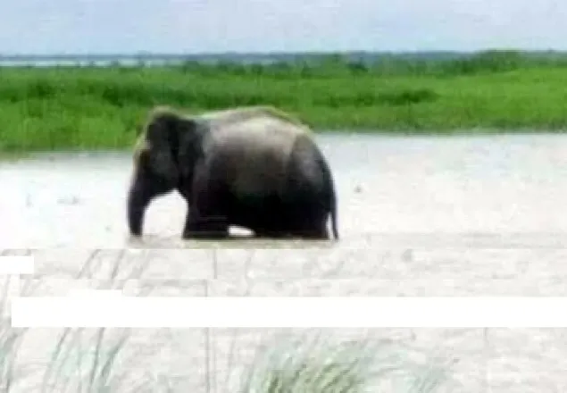 জামালপুরে পাহাড়ি ঢলে ভেসে এসেছে ২ বন্যহাতি