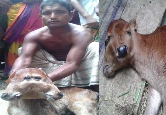 দুই মুখ ও চার চোখের গাভীর বাচ্চা!