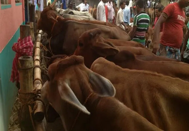 ভারতে গরু পাচার রুখতে আসছে নতুন বাহিনী