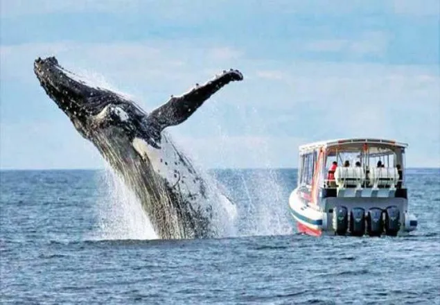নৌকা কাঁপিয়ে তিমির লাফ