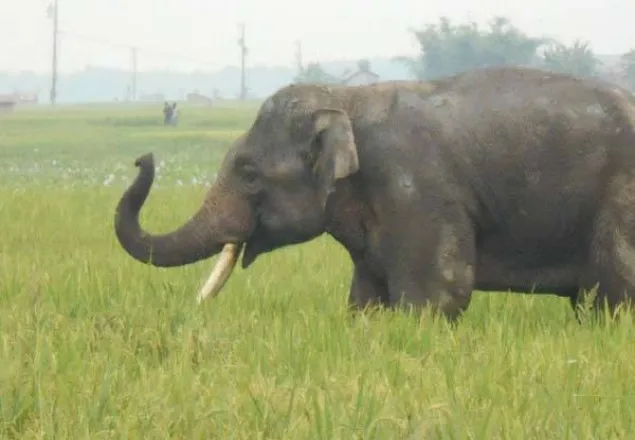 সেই বন্যহাতি উদ্ধারে কাজিপুর চরে বন কর্মকর্তারা