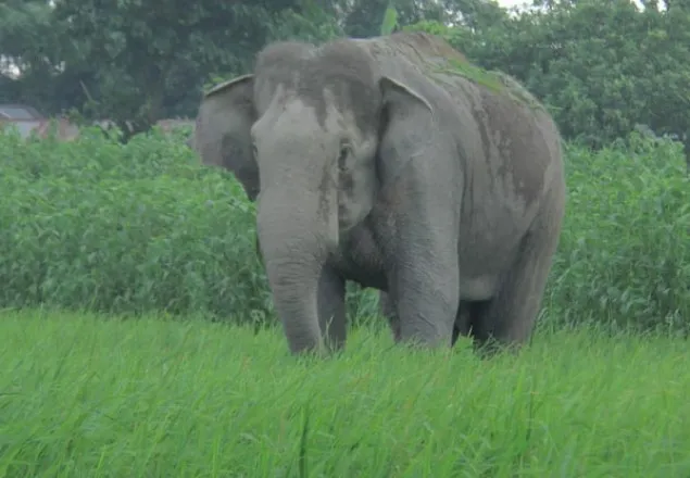 সেই বন্যহাতি নিয়ে বিপাকে বনবিভাগ