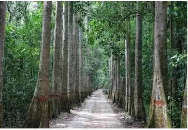 লাউয়াছড়া বনের ২৫ হাজার গাছ কাটার সিদ্ধান্ত প্রত্যাহারের দাবি