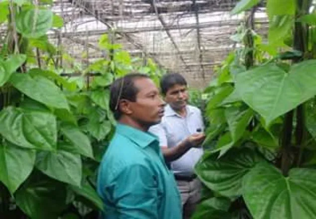 খানসামায় পান চাষ করে স্বাবলম্বী ৩০ টি পরিবার