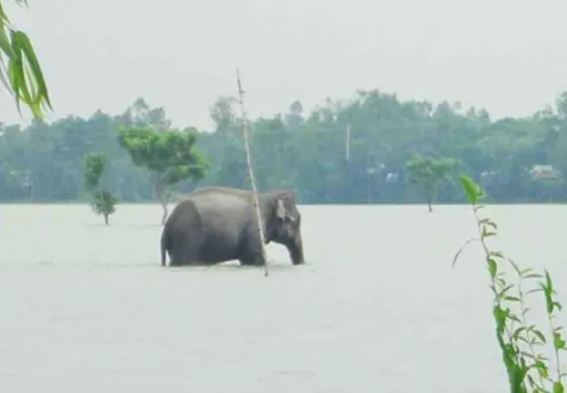 হাতিটি এখন যমুনা সাঁতরে সরিষাবাড়ী