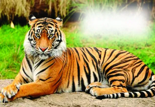 রাজনৈতিক নেতারাই বাঘ হত্যা ও চোরাচালানের সাথে জড়িত