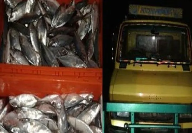 সাতক্ষীরায় ১৩ ট্রাক ভারতীয় মাছ জব্দ