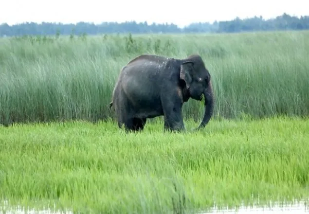 হাতি উদ্ধার করতে আজ আসছে ভারতীয় দল