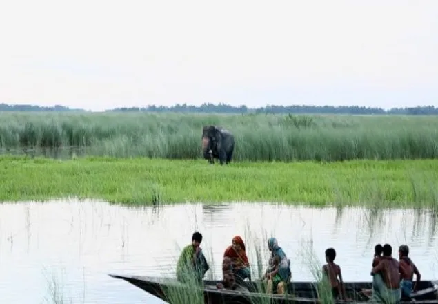  বন্য হাতিটিকে পোষ মানাতে পোষা হাতি দিয়ে চেষ্টা
