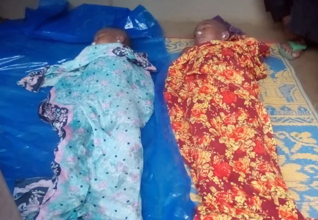 দিনাজপুরে ভিমরুলের কামড়ে ৪ জনের মৃত্যু 