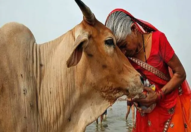 গো-রক্ষকদের সমালোচনা করেছেন নরেন্দ্র মোদি