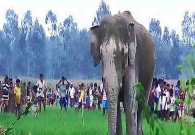 গুলি করার পর খুঁজে পাওয়া যা্চ্ছে না হাতিটিকে 