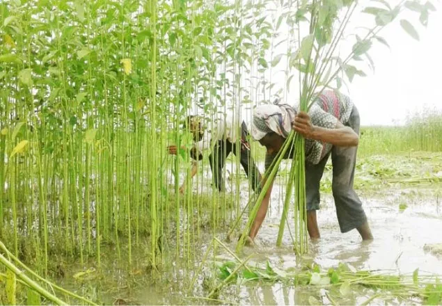 ঝিনাইদহে পাটের বাম্পার ফলন
