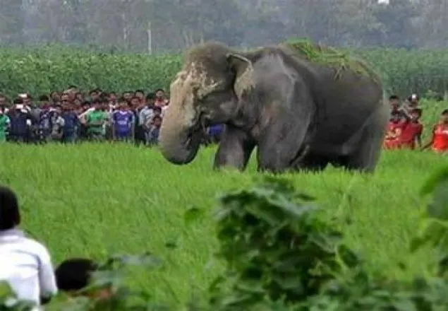 সেই হাতিটি বৃহস্পতিবারের মধ‌্যে উদ্ধারে আশাবাদী 