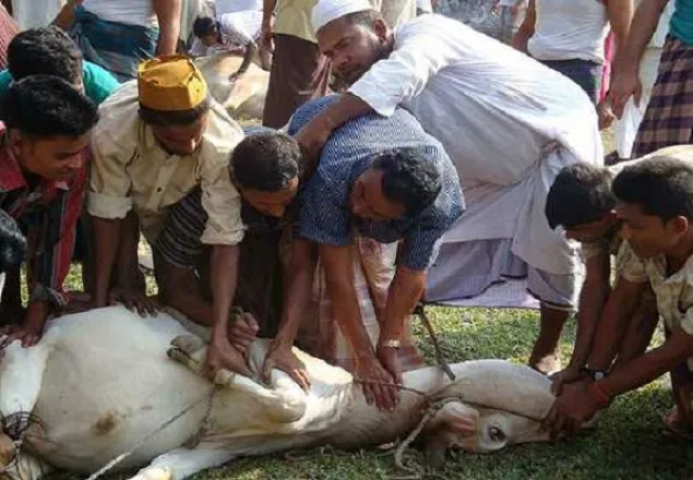 পশু কোরবানির জন্য ১১ সিটিতে ৩ হাজার স্থান নির্ধারণ