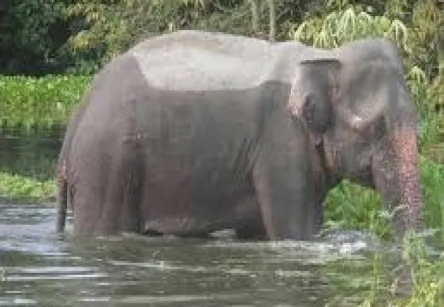 জলাশয়ে পড়ে গেছে ভারতীয় সেই হাতি