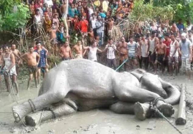 অবশেষে অচেতনের মাধ্যমে উদ্ধার