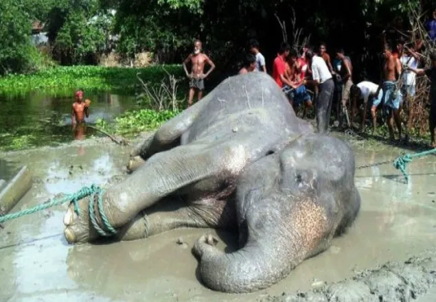 ইতর প্রাণী নিয়ে ইতরামি অথচ মানুষের বিষয়ে হুঁশ নাই !
