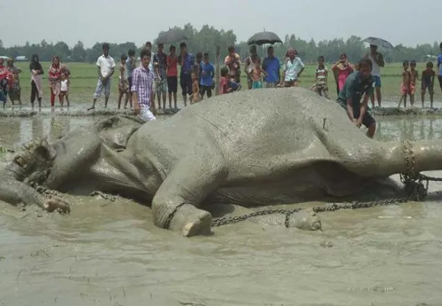 সবাই কাঁদিয়ে অজানার পথে পাড়ি দিয়েছে বঙ্গ বাহাদুর