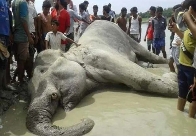 'বঙ্গ বাহাদুরের' মৃত্যু: কোটি টাকা ক্ষতিপূরণ চেয়ে রিট