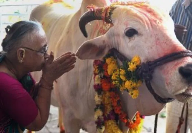 গরু পাচারের গুজবে এবার বিজেপি কর্মী নিহত