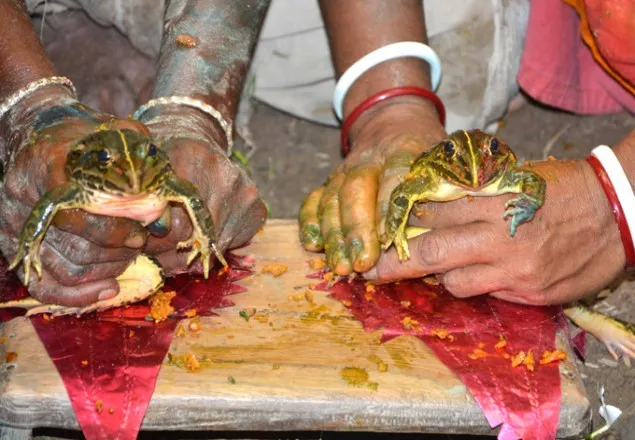 দিনাজপুরে বৃষ্টির জন্য ‘ব্যাঙের বিয়ে’