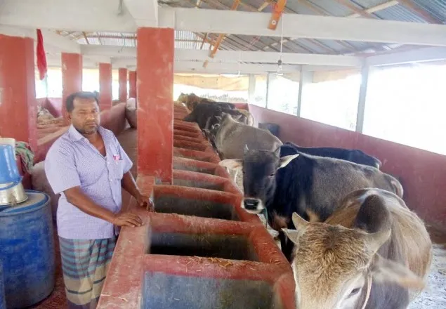 নড়াইলে কুরবানি ঈদকে সামনে রেখে গরু পালনের মহা উৎসব