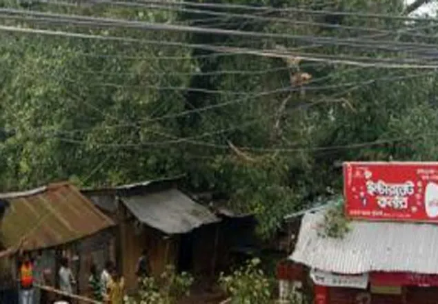 কাটা হচ্ছে আড়াই শ বছরের পুরনো পাকড় গাছ