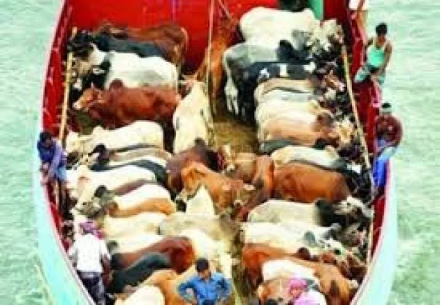 দৌলতদিয়ায় গরুবাহী ট্রলারডুবি