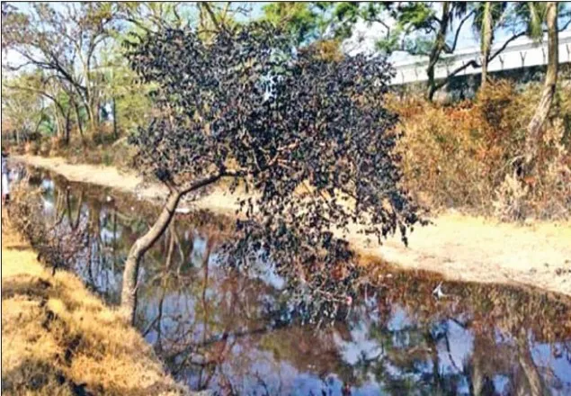 পরিবেশ-প্রতিবেশে মারাত্মক প্রভাব : ক্ষতিপূরণ দাবি এলাকাবাসীর 