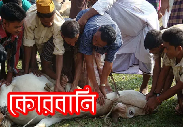  কোরবানির পশু ক্রয়ের আগে-পরের করণীয় বিষয় 