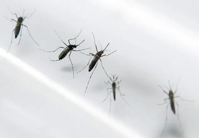 সিঙ্গাপুরে নতুন করে জিকা ভাইরাসের আক্রমণ