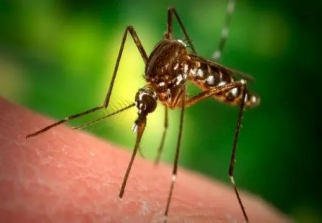 সিঙ্গাপুরে ৬ বাংলাদেশি জিকা ভাইরাসে আক্রান্ত 