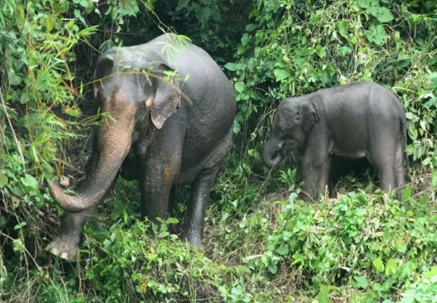 শেরপুরে ভারতীয় বন্য হাতির হামলায় কৃষক নিহত