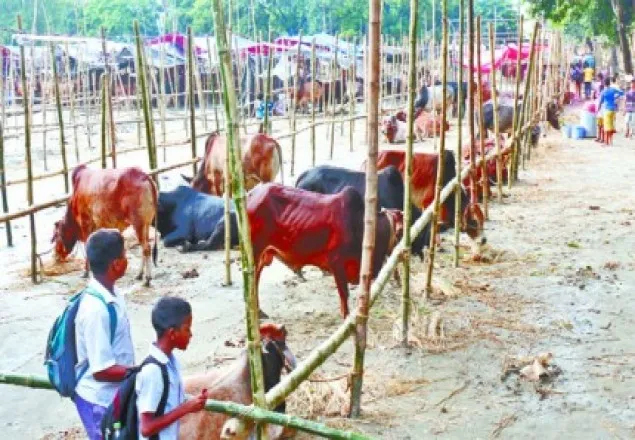 এবার সড়কে পশুর হাট: যানজটের আশঙ্কা